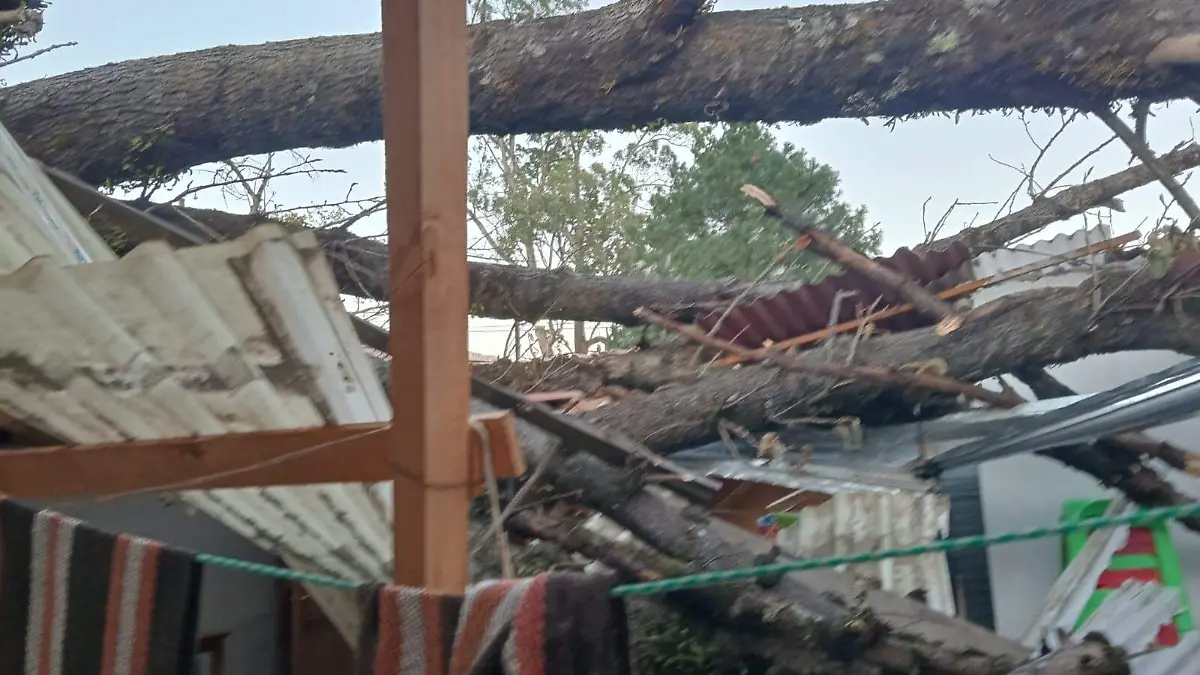 Árboles caídos, daños a viviendas y cortes de energía dejan fuertes vientos en Tlatlauquitepec